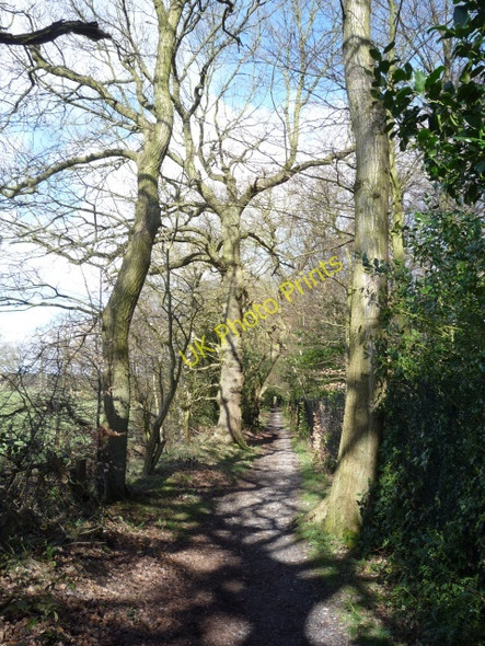Photo 6"x4" Woodland on the Ringway footpath Beckwith c2010