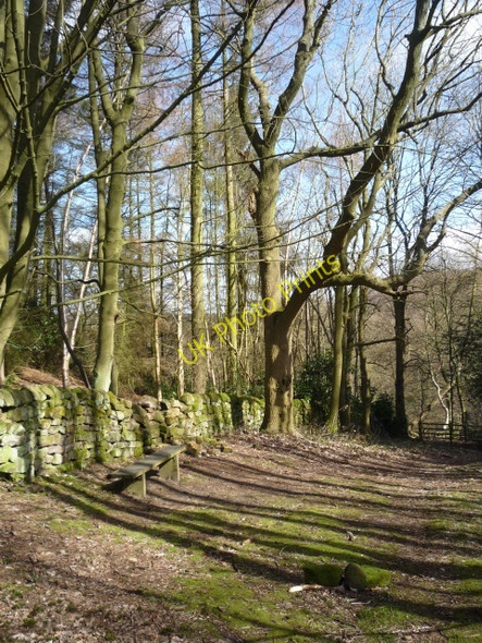 Photo 6"x4" Ringway footpath at the edge of Cardale Wood Harlow Carr c2010