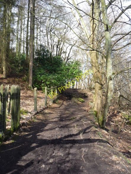 Photo 6"x4" Path in Cardale Wood Harlow Carr c2010