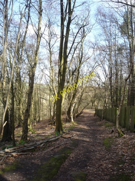 Photo 6"x4" Cardale Woods Harlow Carr c2010
