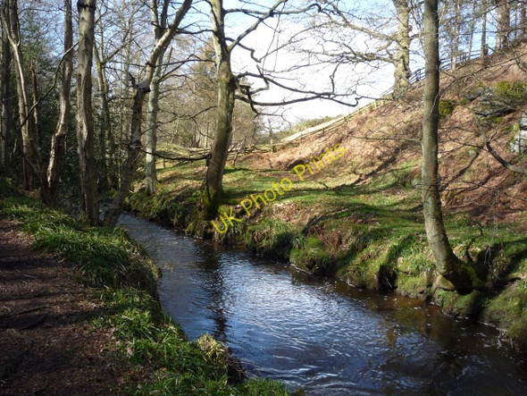 Photo 6"x4" Oak Beck in Cardale Wood Harlow Carr c2010