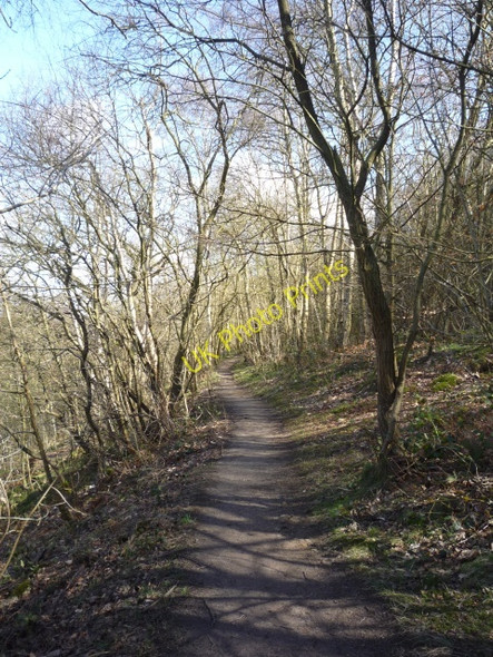 Photo 6"x4" Path through Birk Crag Harlow Carr c2010