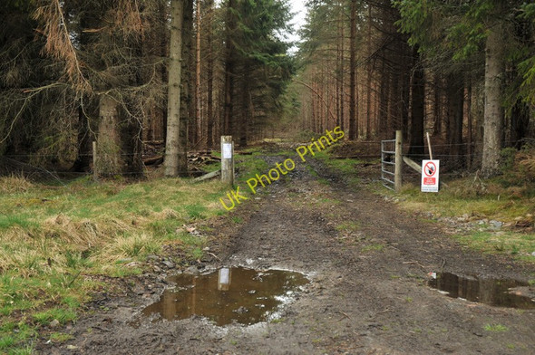 Photo 6"x4" Forestry activity near Loch Ashie Dores c2010