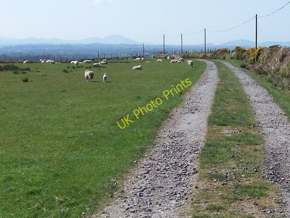 Photo 6"x4" Telegraph poles alongside the Braich-y-Saint lane Criccieth c2010