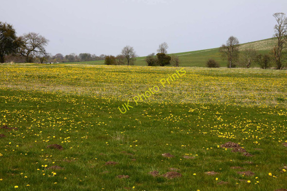 Photo 6"x4" Dandelion covered field by Silbury Hill Avebury\/SU1069 c2010