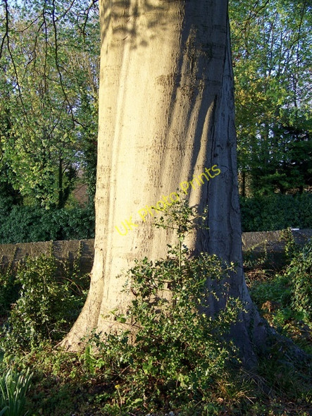 Photo 6"x4" Beech tree, St Peter's Churchyard Wilton\/SU0931 c2010