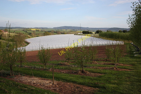 Photo 6"x4" Fruit-farming in Herefordshire Old Gore c2010