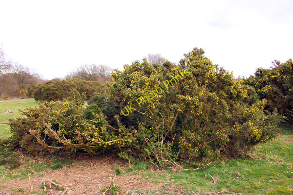 Photo 6"x4" Large gorse bush on Coombe Hill Wendover c2010