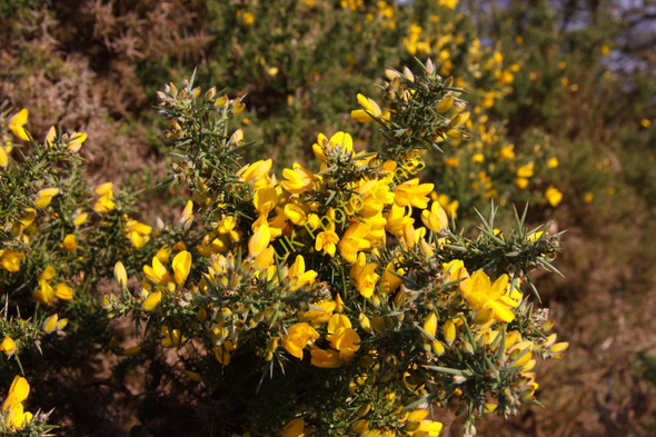 Photo 6"x4" Gorse bush on Coombe Hill Wendover c2010