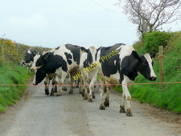 Photo 6"x4" End of milking? Spittal\/SM9723 c2010