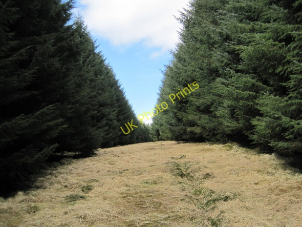 Photo 6"x4" Footpath through Scotchcoultard Waste Forest Hugh's Hill c2010