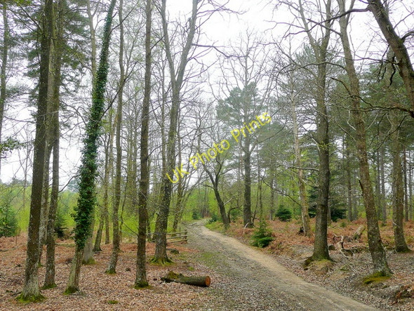 Photo 6"x4" Appleslade Inclosure, New Forest Linwood\/SU1809 c2010