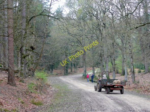 Photo 6"x4" Track within Appleslade Inclosure Linwood\/SU1809 c2010