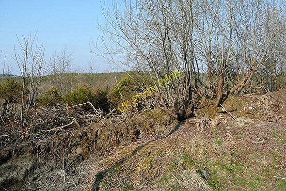 Photo 6"x4" Old tree root  Connolly c2010