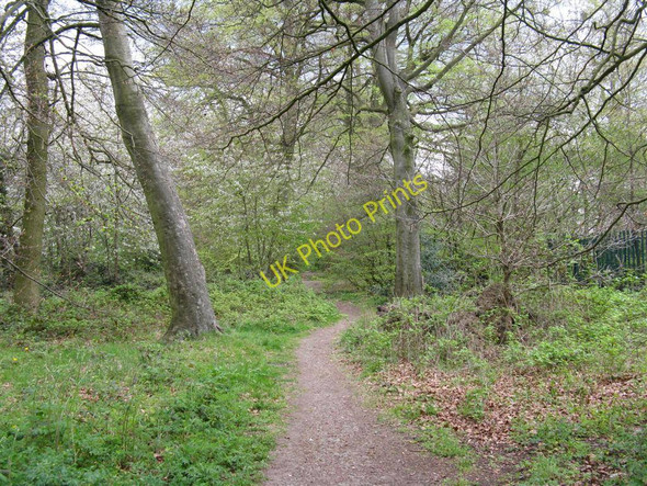 Photo 6"x4" Harebreaks Wood Watford\/TQ1097 c2010