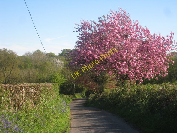 Photo 6"x4" Blossom on Babb's Lane Benenden c2010