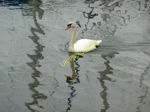 Photo 6"x4" Mute Swan (Cygnus olor) Lymington c2009