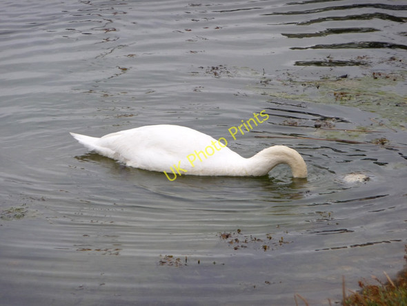 Photo 6"x4" Mute Swan (Cygnus olor) Lymington c2009