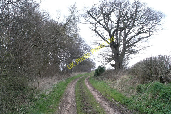 Photo 6"x4" Path and Oak tree Newton\/SK0325 c2008