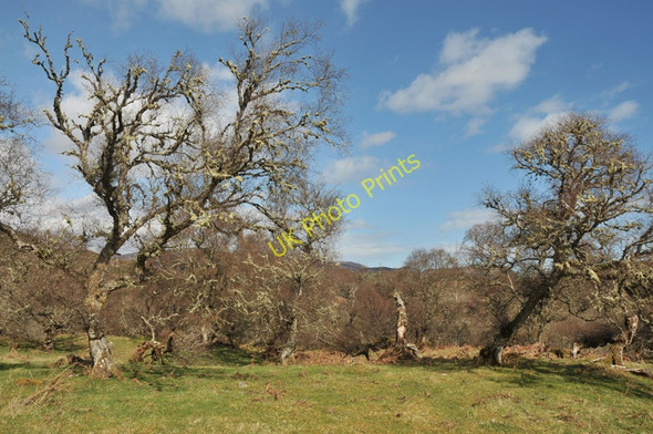 Photo 6"x4" Grazing land near Torboll Little Torboll c2010