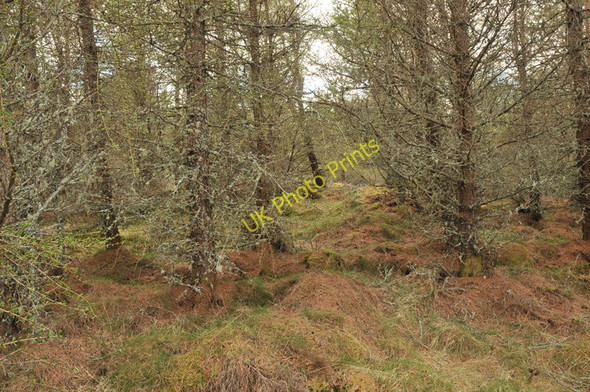 Photo 6"x4" Forest near Loch Buidhe Meall M\u00f2r\/NH6596 c2010