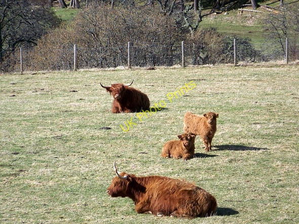 Photo 6"x4" Highland Cattle near Kirkmichael Ballintuim\/NO1054 c2010