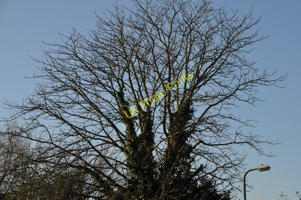 Photo 6"x4" Old Oak Tree of Anker Lane Stubbington c2010