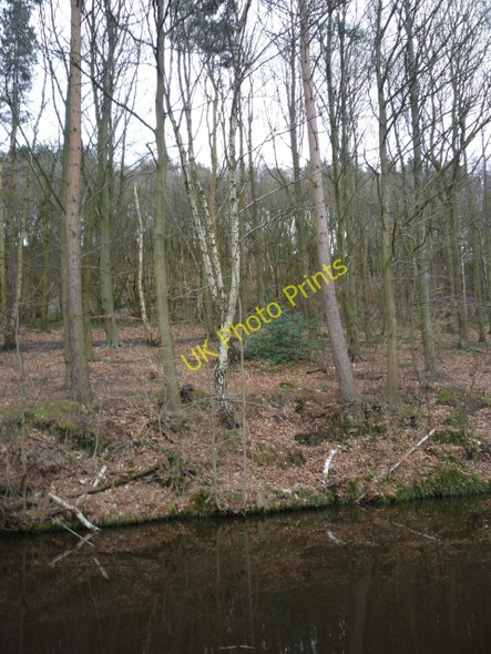 Photo 6"x4" Buck Wood across the Canal Baildon c2010