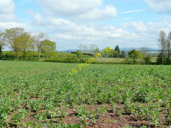 Photo 6"x4" View north-east from Stallion Hill Anthony's Cross c2010