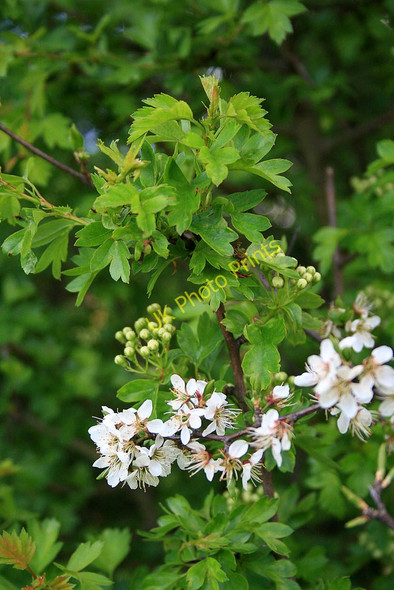Photo 6"x4" Blackthorn blossom and Hawthorn buds Long Eaton c2010