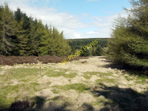 Photo 6"x4" Forest ride, Threestoneburn Wood South Middleton c2010