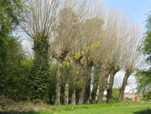Photo 6"x4" Pollarded willows at Rothwell Rothwell\/SP8181 c2010