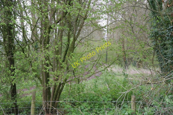 Photo 6"x4" Track along the rail line Downton\/SO2360 c2010