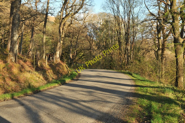 Photo 6"x4" Road near Inverawe Ichrachan c2010