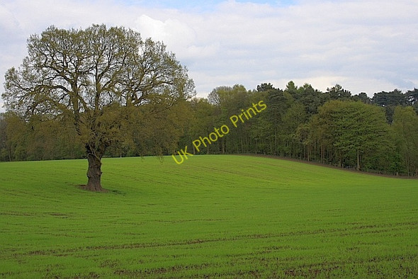 Photo 6"x4" Tree in Field Rugeley c2010