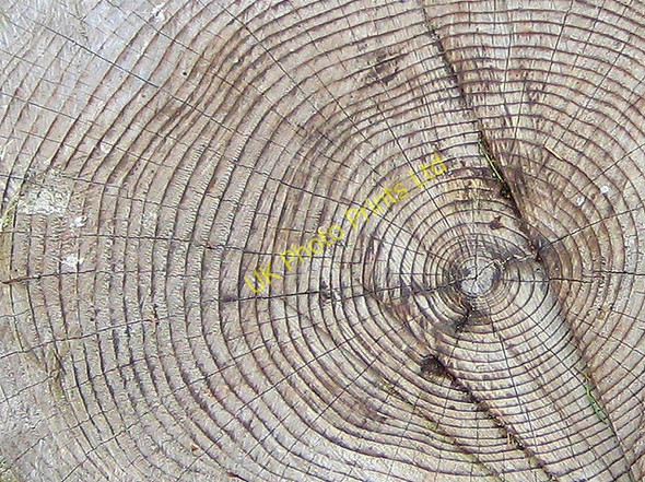 Photo 6"x4" Tree rings Hereford c2008