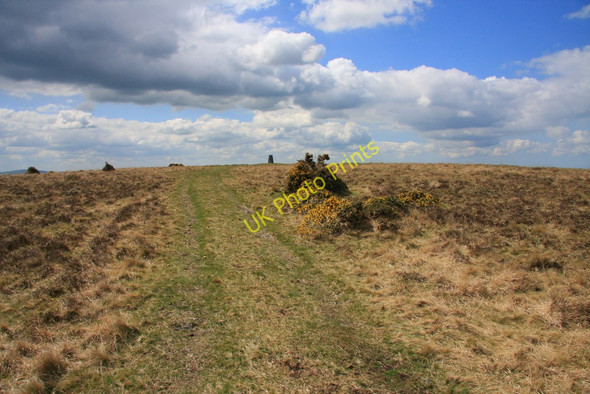 Photo 6"x4" Gibbet Hill West Blackdown c2010