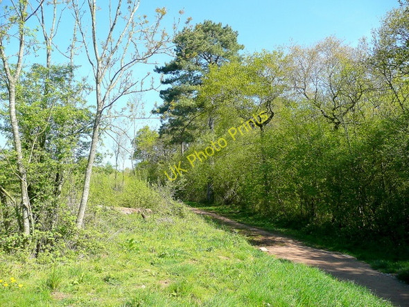 Photo 6"x4" Highnam Woods Bulley c2010