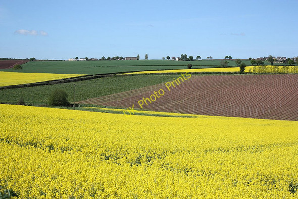 Photo 6"x4" Dominated by yellow Linton Hill\/SO6624 c2010