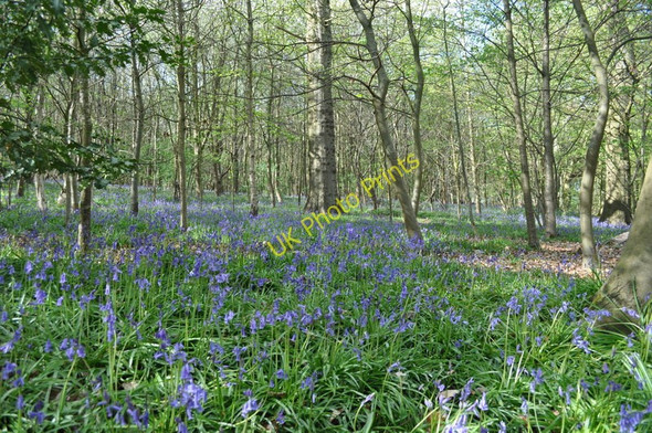 Photo 6"x4" Sisland Woods Sisland c2010