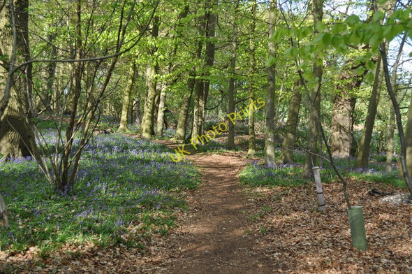 Photo 6"x4" Path through Sisland Wood Sisland c2010