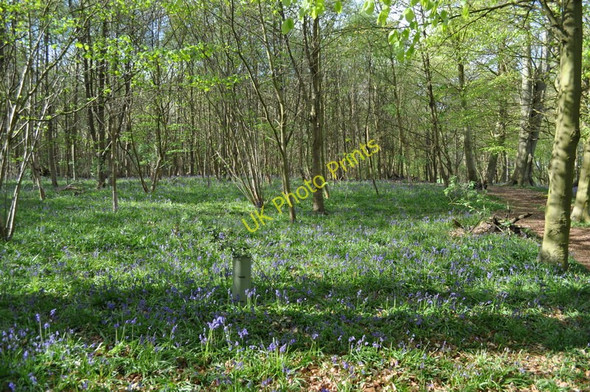 Photo 6"x4" Bluebells in the Wood Sisland c2010