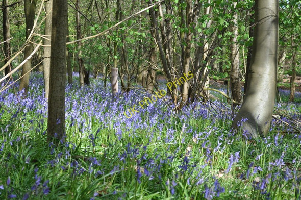 Photo 6"x4" Bluebells in the wood Sisland c2010