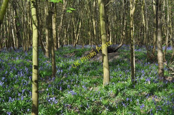 Photo 6"x4" Bluebells in the Wood Sisland c2010
