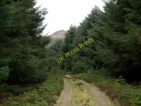 Photo 6"x4" Track through Threestoneburn Wood Linhope\/NT9616 c2010