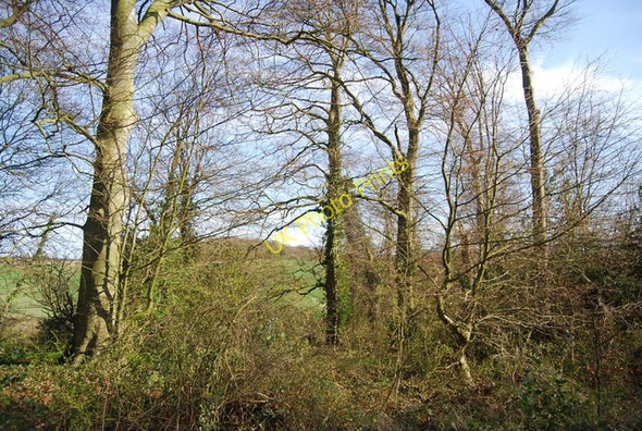 Photo 6"x4" Shoulder of Mutton Wood Borstal c2010