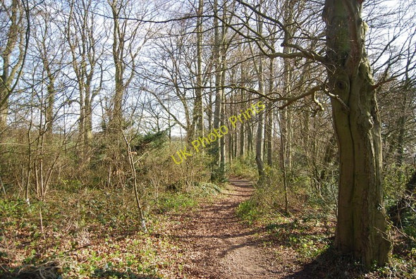 Photo 6"x4" Path in Shoulder of Mutton Wood Borstal c2010