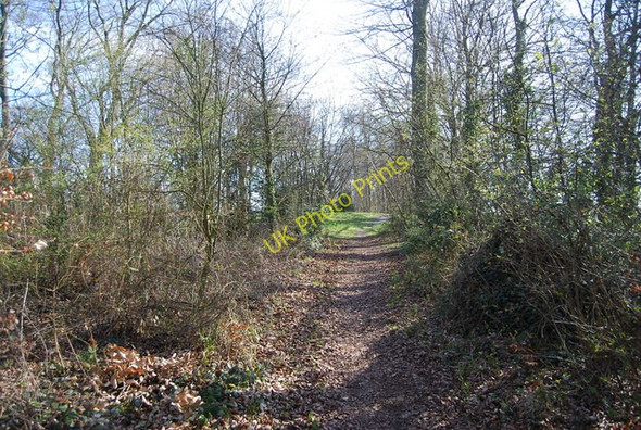 Photo 6"x4" Path in Shoulder of Mutton Wood Borstal c2010