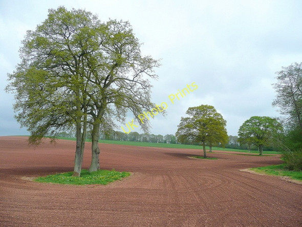 Photo 6"x4" Oak trees in spring Kilcot c2010