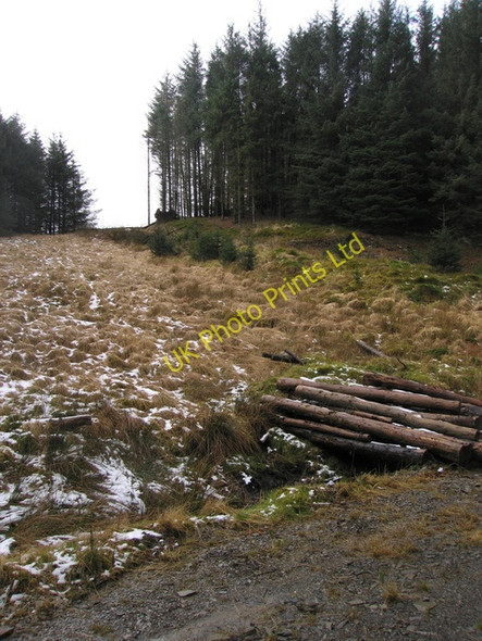 Photo 6"x4" A small clearing in Dolgoch forest Esgair Gerwyn c2008